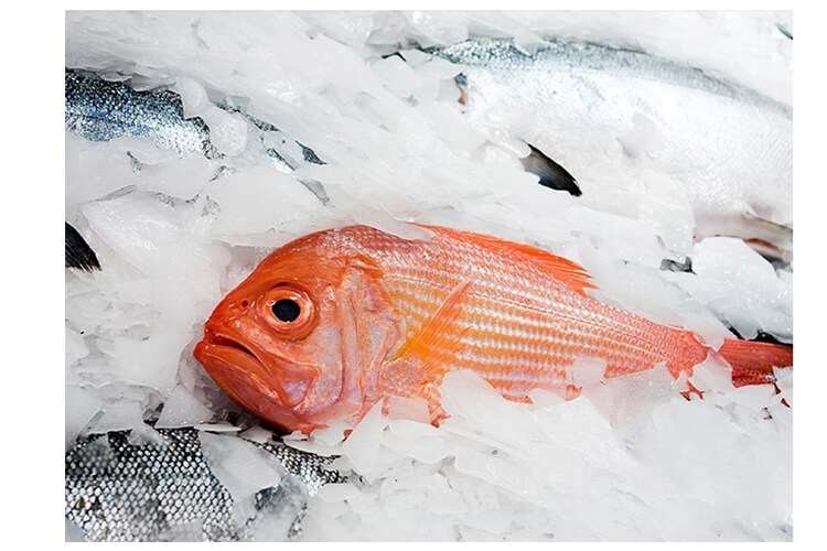 ứng dụng đ&aacute; vảy