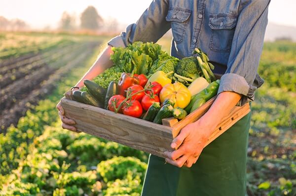 đ&aacute; vảy cho rau tươi giữ