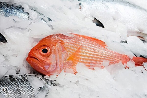 vảy băng cho nghề cá